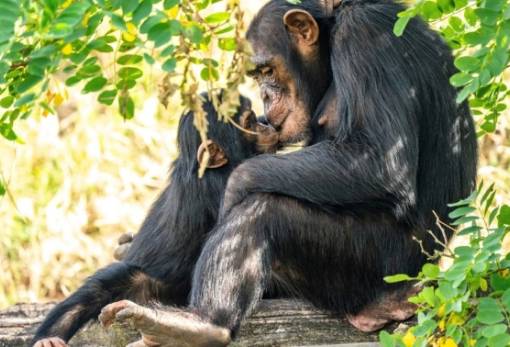 Το πρώτο φιλί στην Ιστορία δεν δόθηκε από ανθρώπους