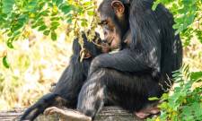 Το πρώτο φιλί στην Ιστορία δεν δόθηκε από ανθρώπους