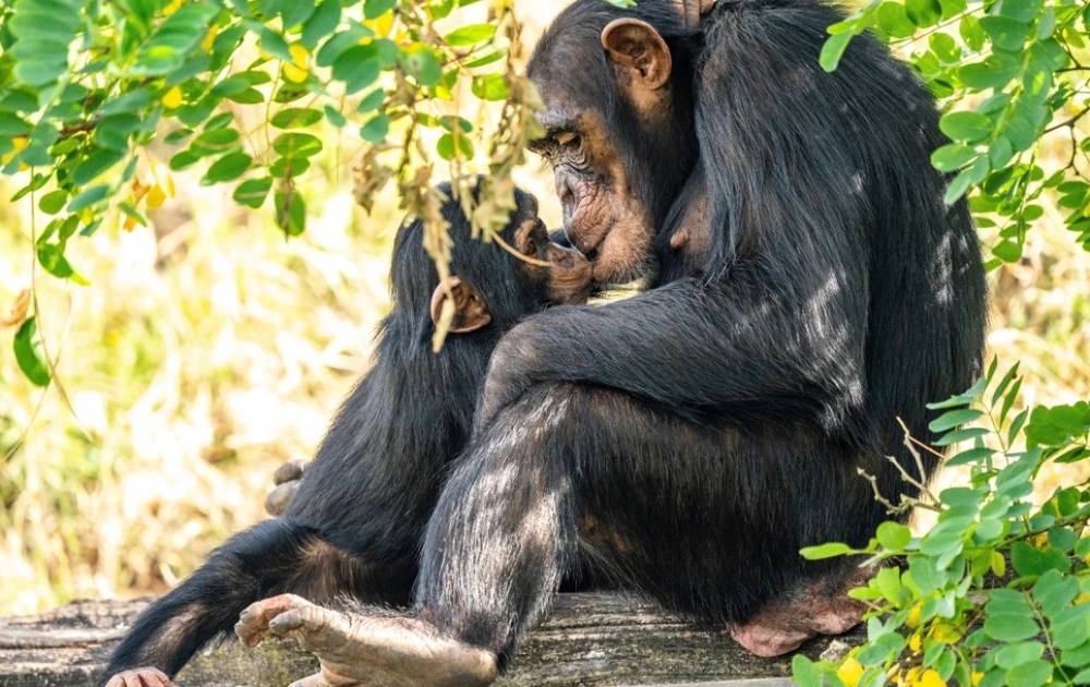 Το πρώτο φιλί στην Ιστορία δεν δόθηκε από ανθρώπους