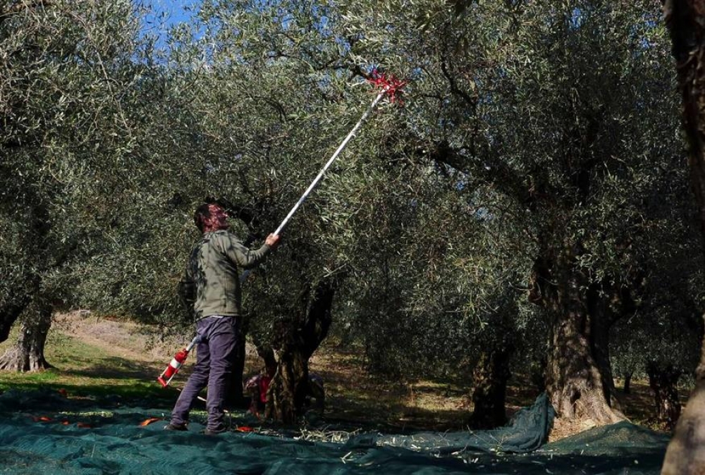 Αγροτική παραγωγή: Οι ιδιοκτήτες «ενοικιαστές στην περιουσία τους»