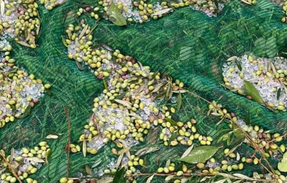 Πλήγμα για τους ελαιοπαραγωγούς το πρωινό χαλάζι της Πέμπτης (ΦΩΤΟ)