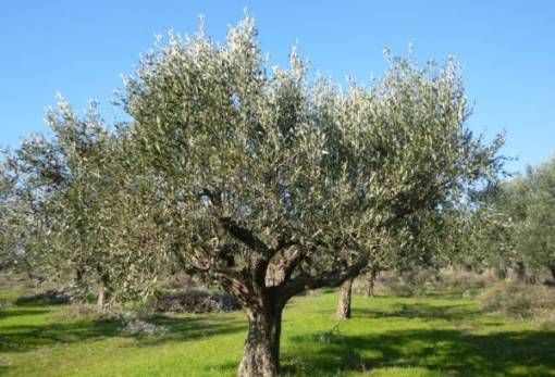 Η ποικιλία ελιάς που ταιριάζει στη γη σου καθορίζει την παραγωγή σου