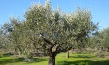 Η ποικιλία ελιάς που ταιριάζει στη γη σου καθορίζει την παραγωγή σου