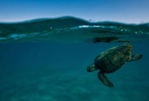 Μόνο 1 στις 10 παραλίες της Caretta caretta παραμένει ανέπαφη