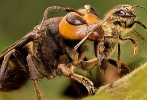 Aσιατικές σφήκες εξολοθρεύουν τις μέλισσες στην Ευρώπη