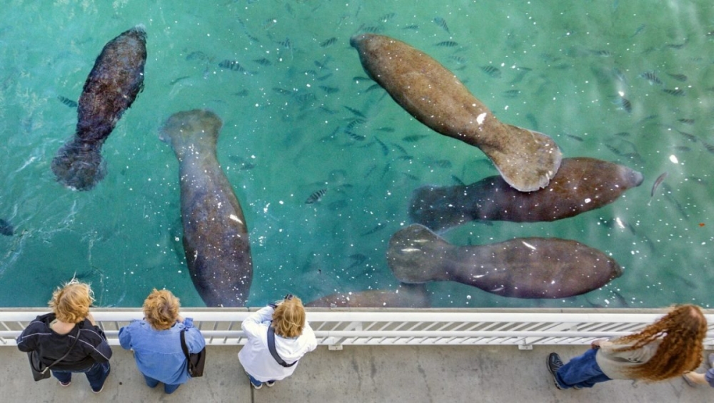 &Gamma;&iota;&alpha;&tau;ί &omicron;&iota; &theta;&alpha;&lambda;ά&sigma;&sigma;&iota;&epsilon;&sigmaf; &alpha;&gamma;&epsilon;&lambda;ά&delta;&epsilon;&sigmaf; &lambda;&alpha;&tau;&rho;&epsilon;ύ&omicron;&upsilon;&nu; &tau;&omicron;&upsilon;&sigmaf; &sigma;&tau;&alpha;&theta;&mu;&omicron;ύ&sigmaf; &eta;&lambda;&epsilon;&kappa;&tau;&rho;&omicron;&pi;&alpha;&rho;&alpha;&gamma;&omega;&gamma;ή&sigmaf;