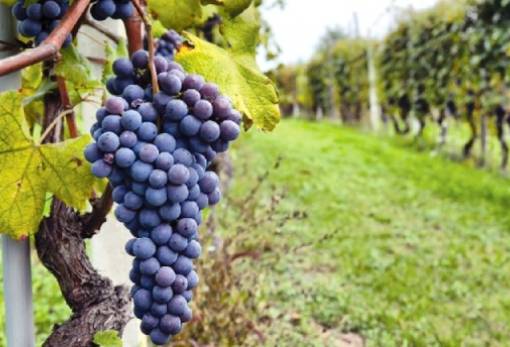 Υποβολή δηλώσεων συγκομιδής σταφυλιών για το έτος 2024