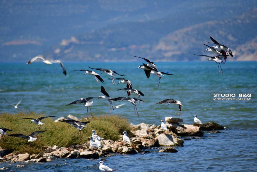 &Sigma;&pi;ά&nu;&iota;&omicron; &theta;έ&alpha;&mu;&alpha; &sigma;&tau;&omicron;&nu; &Upsilon;&delta;&rho;&omicron;&beta;&iota;ό&tau;&omicron;&pi;&omicron; &Nu;&alpha;&upsilon;&pi;&lambda;ί&omicron;&upsilon; &chi;ά&rho;&iota;&sigma;&alpha;&nu; &omicron;&iota; &kappa;&alpha;&lambda;&alpha;&mu;&omicron;&kappa;&alpha;&nu;ά&delta;&epsilon;&sigmaf;