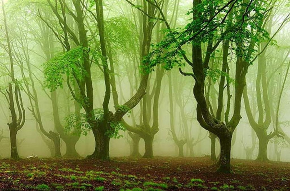 Το παλικάρι και οι σκυλοκέφαλοι