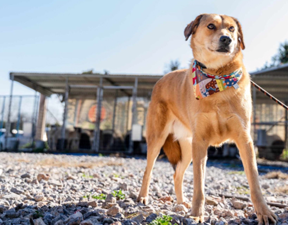 &Chi;&nu;&omicron;&upsilon;&delta;&omega;&tau;έ&sigmaf; &delta;&iota;&alpha;&delta;&rho;&omicron;&mu;έ&sigmaf;: &Gamma;&nu;&omega;&rho;&iota;&mu;ί&alpha; &mu;&epsilon; &tau;&omicron;&nu; &Phi;ί&lambda;&iota;&pi;&pi;&omicron;