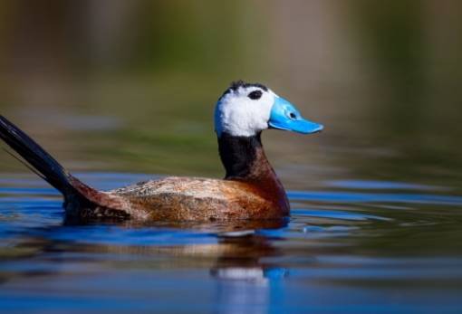Τι είναι το κεφαλούδι που «τρένταρε» στις κορυφαίες αναζητήσεις της Google το 2024