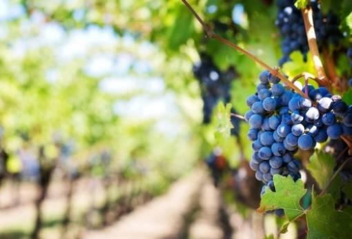 Στο «έλεος» του περονόσπορου τα αμπέλια της Λακωνίας