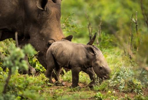 Απελευθερώνονται 2.000 λευκοί ρινόκεροι από φάρμα στη Νότια Αφρική