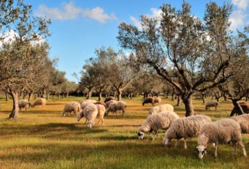 Τσιάρας: «Μέχρι τέλος του έτους θα κλείσει ο κύκλος της ευλογιάς»