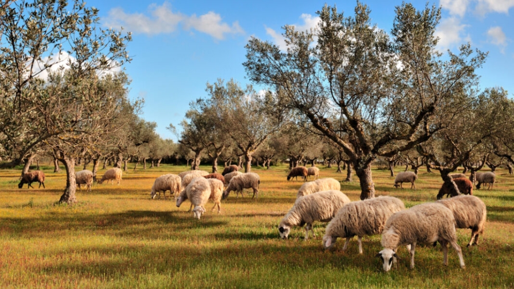&Tau;&sigma;&iota;ά&rho;&alpha;&sigmaf;: &laquo;&Mu;έ&chi;&rho;&iota; &tau;έ&lambda;&omicron;&sigmaf; &tau;&omicron;&upsilon; έ&tau;&omicron;&upsilon;&sigmaf; &theta;&alpha; &kappa;&lambda;&epsilon;ί&sigma;&epsilon;&iota; &omicron; &kappa;ύ&kappa;&lambda;&omicron;&sigmaf; &tau;&eta;&sigmaf; &epsilon;&upsilon;&lambda;&omicron;&gamma;&iota;ά&sigmaf;&raquo;