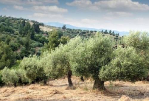 Carbon farming: Νέο εισόδημα για αγρότες από τα δέντρα