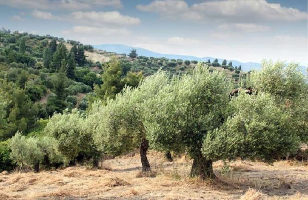 Carbon farming: Νέο εισόδημα για αγρότες από τα δέντρα