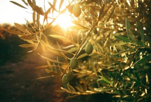 Η Ιταλία επιχειρεί επανεκκίνηση της ελαιοκομίας