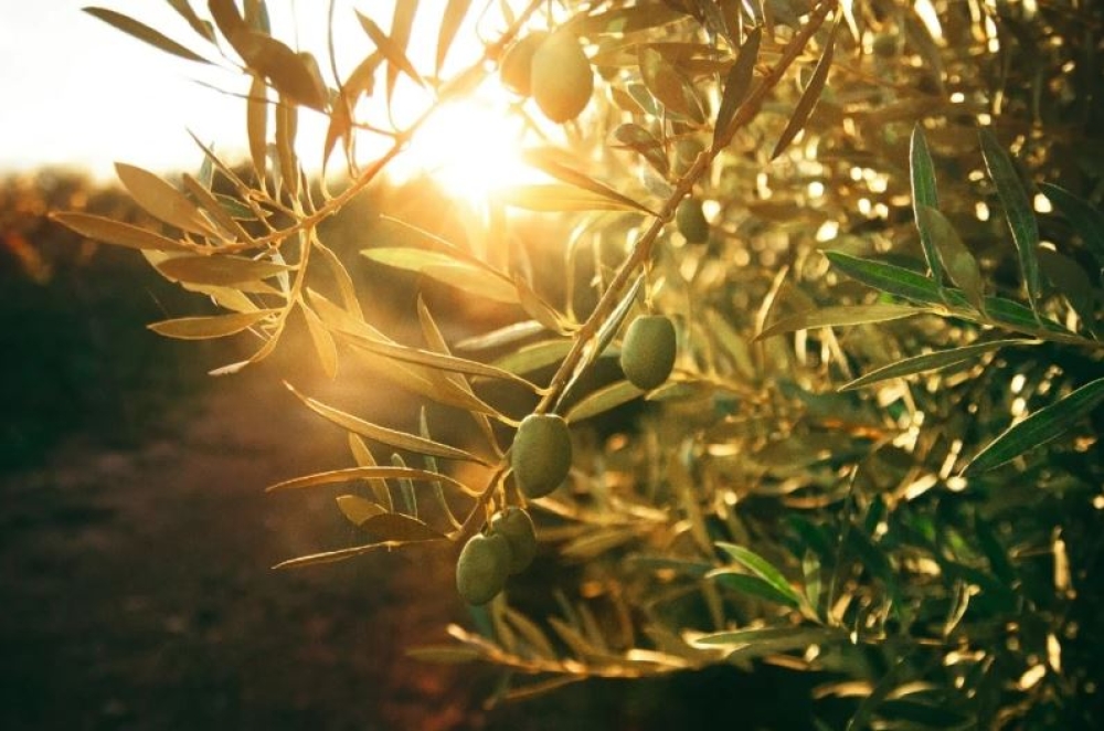 &Eta; &Iota;&tau;&alpha;&lambda;ί&alpha; &epsilon;&pi;&iota;&chi;&epsilon;&iota;&rho;&epsilon;ί &epsilon;&pi;&alpha;&nu;&epsilon;&kappa;&kappa;ί&nu;&eta;&sigma;&eta; &tau;&eta;&sigmaf; &epsilon;&lambda;&alpha;&iota;&omicron;&kappa;&omicron;&mu;ί&alpha;&sigmaf;