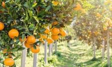 Κίνδυνος προσβολών από της μύγα της Μεσογείου για εσπεριδοειδή με ώριμους καρπούς