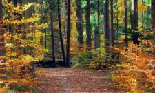 Το μυστήριο της αλλαγής χρωμάτων των φθινοπωρινών φύλλων