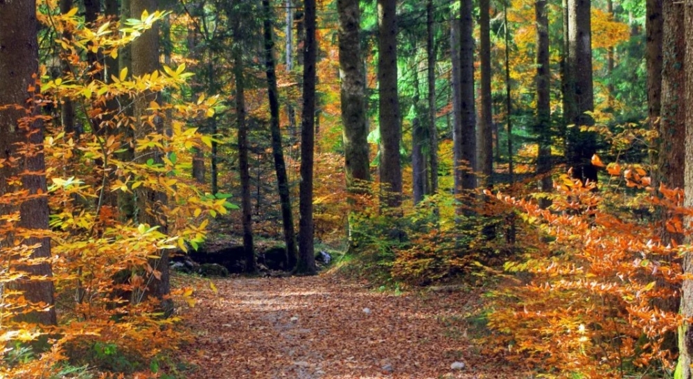 Το μυστήριο της αλλαγής χρωμάτων των φθινοπωρινών φύλλων