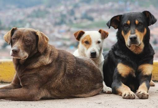 «Bazaar αγάπης» για τα αδέσποτα της Σπάρτης