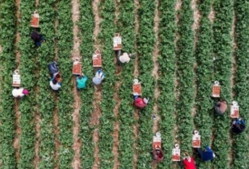 Η Περιφέρεια Πελοποννήσου αναλαμβάνει τον εμβολιασμό των εργατών γης