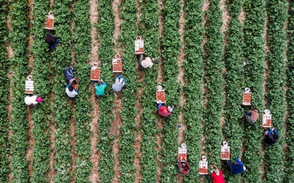 Η Περιφέρεια Πελοποννήσου αναλαμβάνει τον εμβολιασμό των εργατών γης