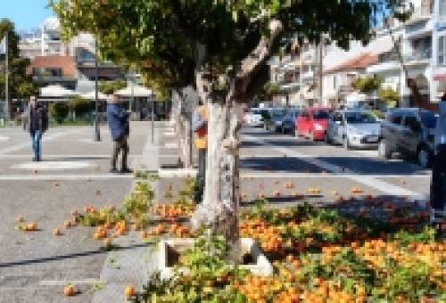 Σε εξέλιξη η αρχική φάση αποκομιδής νεραντζιών στη Σπάρτη