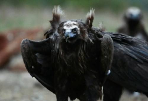 Οι πρώτοι μαυρογύπες για το 2026 γεννήθηκαν στο δάσος της Δαδιάς