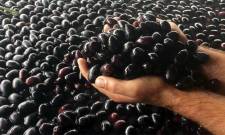 &Omicron;&iota; &epsilon;&lambda;&iota;έ&sigmaf; &sigma;&tau;&omicron;&hellip; &sigma;&tau;&alpha;&upsilon;&rho;&omicron;&delta;&rho;ό&mu;&iota; &Epsilon;&upsilon;&rho;ώ&pi;&eta;&sigmaf;-&Lambda;&alpha;&tau;&iota;&nu;&iota;&kappa;ή&sigmaf; &Alpha;&mu;&epsilon;&rho;&iota;&kappa;ή&sigmaf;