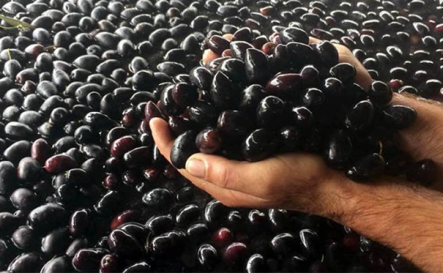 &Omicron;&iota; &epsilon;&lambda;&iota;έ&sigmaf; &sigma;&tau;&omicron;&hellip; &sigma;&tau;&alpha;&upsilon;&rho;&omicron;&delta;&rho;ό&mu;&iota; &Epsilon;&upsilon;&rho;ώ&pi;&eta;&sigmaf;-&Lambda;&alpha;&tau;&iota;&nu;&iota;&kappa;ή&sigmaf; &Alpha;&mu;&epsilon;&rho;&iota;&kappa;ή&sigmaf;