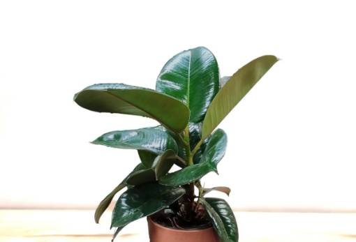 Φυτά για μέσα κι έξω από το σπίτι