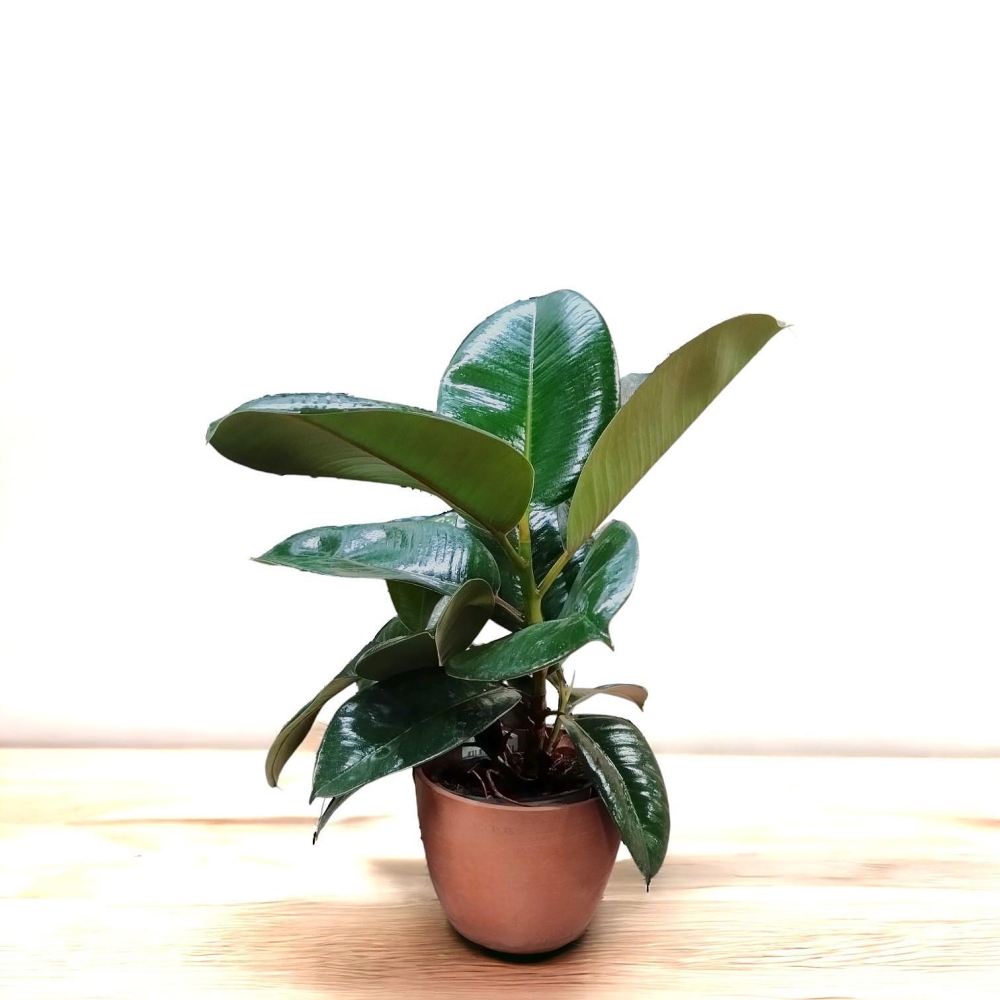 &Phi;&upsilon;&tau;ά &gamma;&iota;&alpha; &mu;έ&sigma;&alpha; &kappa;&iota; έ&xi;&omega; &alpha;&pi;ό &tau;&omicron; &sigma;&pi;ί&tau;&iota;