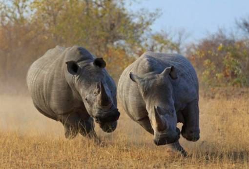 Δραματική μείωση του πληθυσμού άγριων ειδών