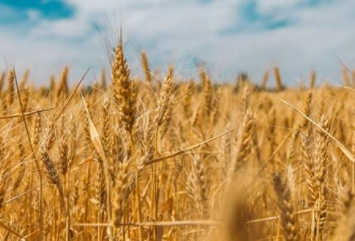 Υποτονική η ζήτηση για σιτάρι στην Ευρώπη