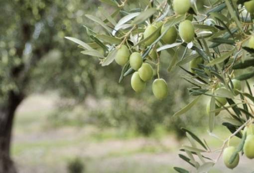 Όταν η θερμοκρασία πέφτει: Πώς επηρεάζεται η ελιά και πώς προστατεύεται