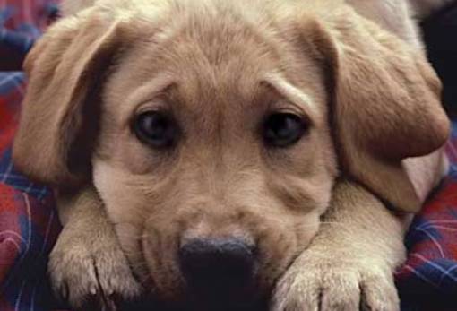 Bazaar για τα αδέσποτα από τον Φιλοζωικό Σπάρτης