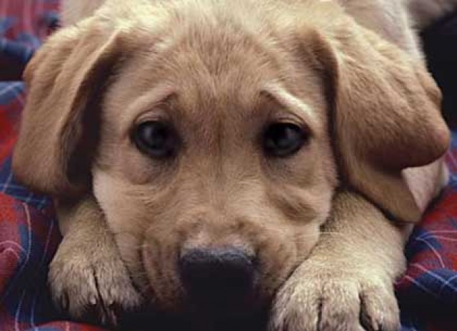 Bazaar &gamma;&iota;&alpha; &tau;&alpha; &alpha;&delta;έ&sigma;&pi;&omicron;&tau;&alpha; &alpha;&pi;ό &tau;&omicron;&nu; &Phi;&iota;&lambda;&omicron;&zeta;&omega;&iota;&kappa;ό &Sigma;&pi;ά&rho;&tau;&eta;&sigmaf;