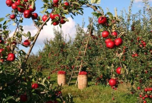 Η ΑΙ δείχνει πότε είναι η ώρα της συγκομιδής