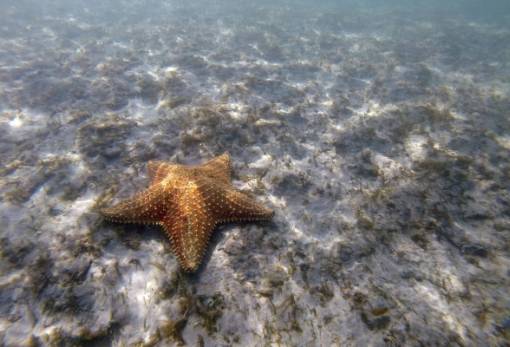 Επιστήμονες ανακάλυψαν τι έχει σκοτώσει 5 δισεκατομμύρια αστερίες τα τελευταία 12 χρόνια