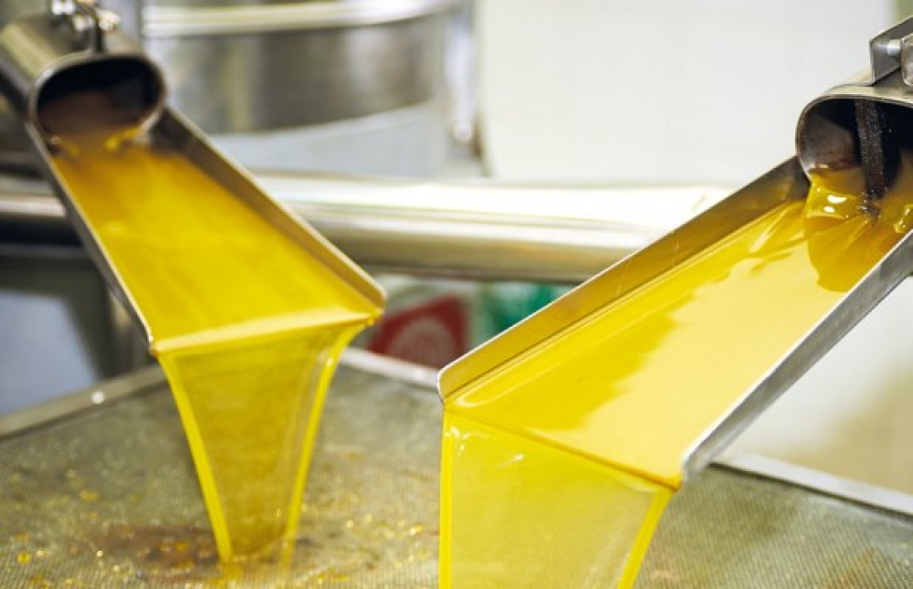 &Sigma;&tau;&omicron; &zeta;&epsilon;&nu;ί&theta; &tau;&omicron; &epsilon;&lambda;&alpha;&iota;ό&lambda;&alpha;&delta;&omicron; &sigma;&tau;&eta; &Lambda;&alpha;&kappa;&omega;&nu;ί&alpha;