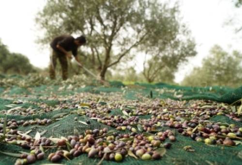 Δήλωση συγκομιδής από το 2026 και νέο πλαίσιο για την ελαιοκομία