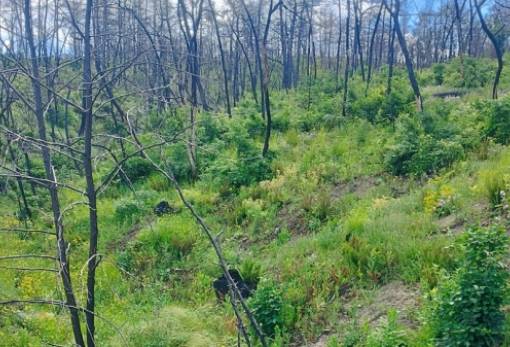 Πόσο υγιή είναι τα ελληνικά δάση