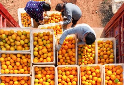Παν. Παυλάκης: Προχωράμε όλοι μαζί για λύση των προβλημάτων στα εσπεριδοειδή