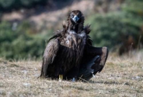 Νεκροί μαυρόγυπας και λύκος στη Δαδιά