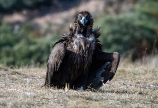 Νεκροί μαυρόγυπας και λύκος στη Δαδιά