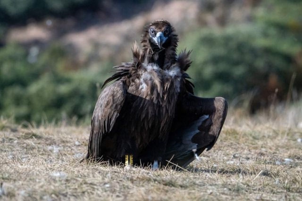 &Nu;&epsilon;&kappa;&rho;&omicron;ί &mu;&alpha;&upsilon;&rho;ό&gamma;&upsilon;&pi;&alpha;&sigmaf; &kappa;&alpha;&iota; &lambda;ύ&kappa;&omicron;&sigmaf; &sigma;&tau;&eta; &Delta;&alpha;&delta;&iota;ά