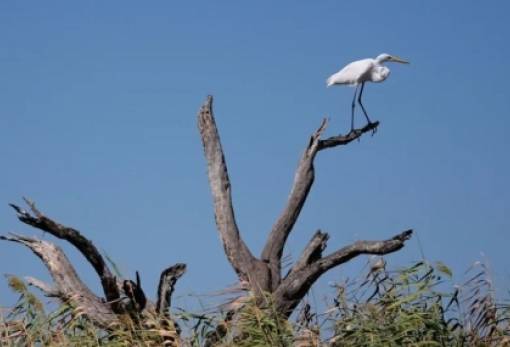 Άγονοι κορμοί, μήνυμα κρίσης: Τα «φαντάσματα» των δασών της Αμερικής